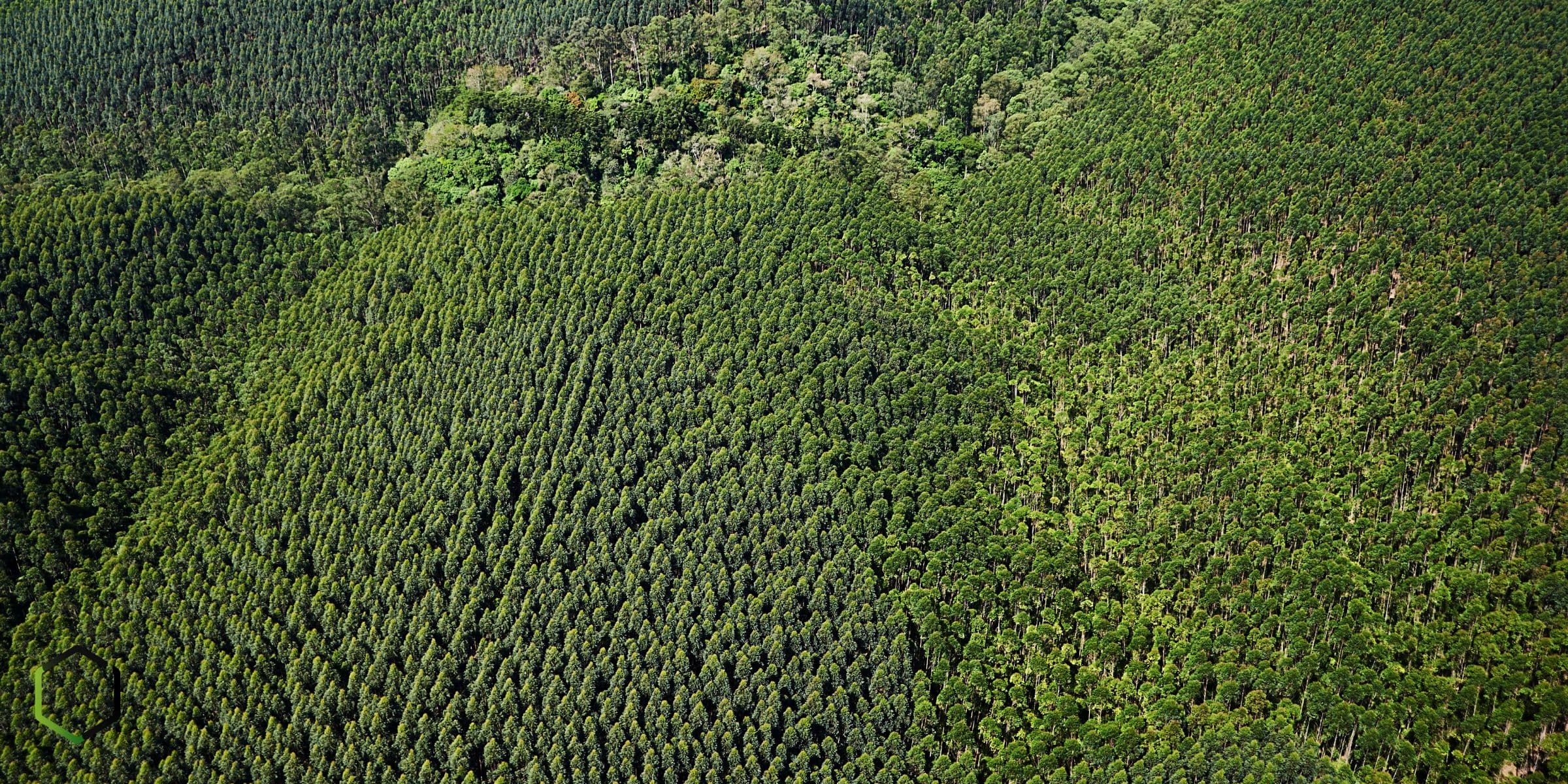 Aerial forestry canopy representing sustainable biomass and forestry residue context